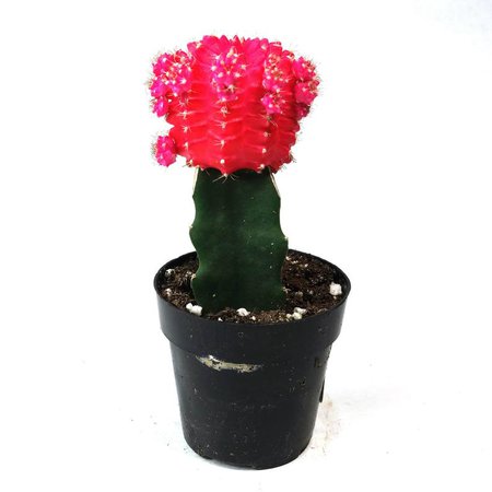 Moon Cactus Pink Succulent Plant Live House Plant Mini | Etsy