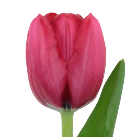 Red Bulk Fresh Tulips | FiftyFlowers.com