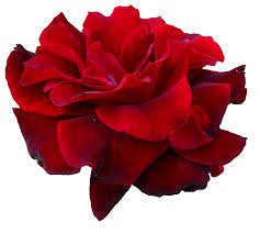 red flower png - Google Search