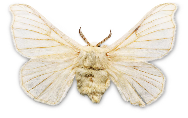 silk moth