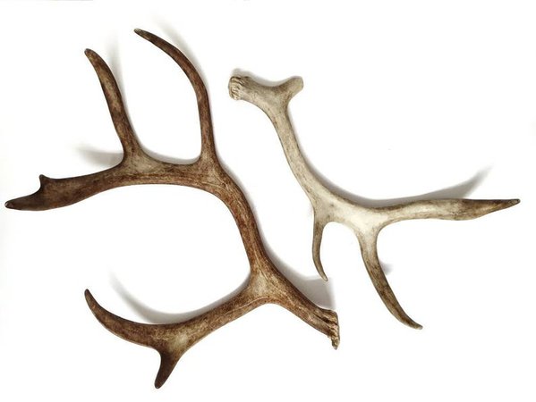 Real reindeer antlers skull skulls wild animal bones antler | Etsy