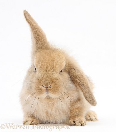 Baby Sandy Lop rabbit photo WP27527