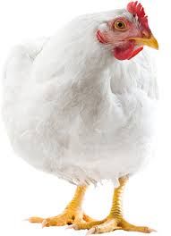 broiler chicken png - Google Search