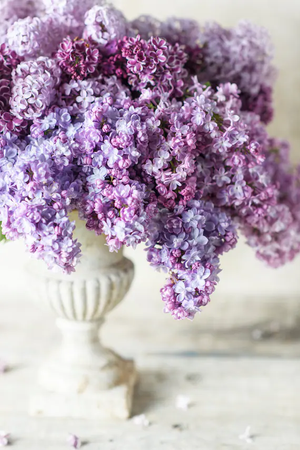 lilac arrangement