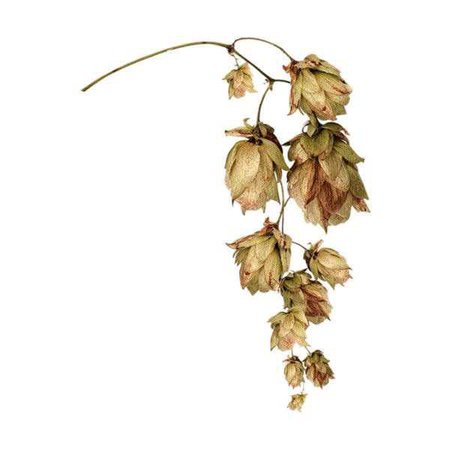dried hanging roses flowers