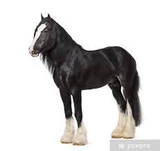 shire horse png - Google Search