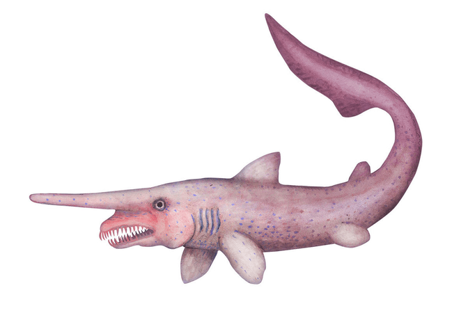 The goblin shark (Mitsukurina owstoni)