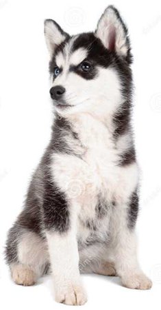 husky puppy stock photo dog black white blue eyes stark direwold direwolves dog doggie doggo pup pupper