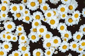 black and daisies aesthetic - Google Search