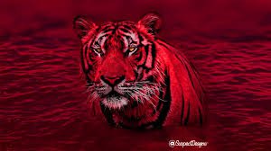 red cheetah aesthetic - Google Search