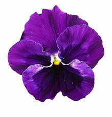pansy flower purple transparent - Google Search