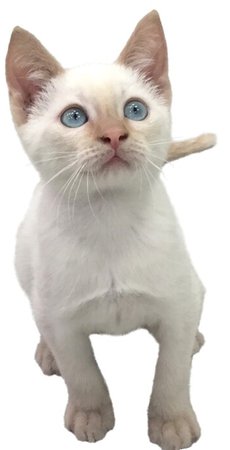 flame point siamese cat