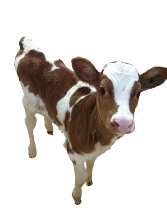 cow <3