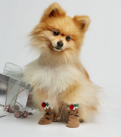 Brown Christmas Pudding Dog Socks | New Look