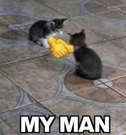 cat meme handshake