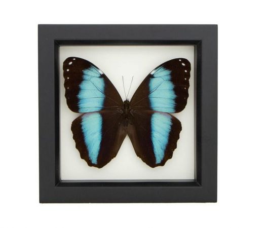 butterfly shadow box art | framed blue banded morpho | bug under glass