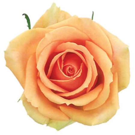 Bulk Versilia Peach Roses | Wholesale Versilia Peach Roses