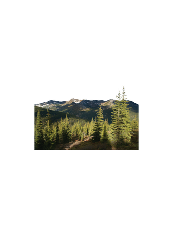 Colville National Forest nature outdoors background