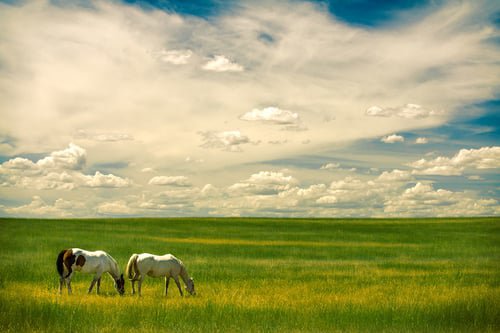 Great Plains Horses