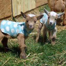 miniature goats - Google Search