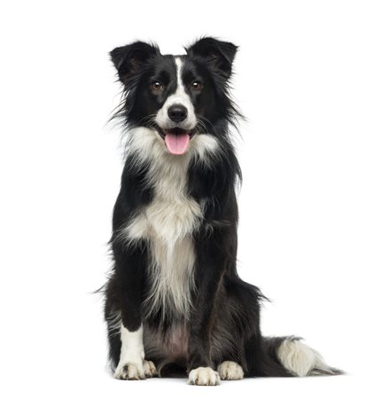 border collie female 3 years old - Google Search