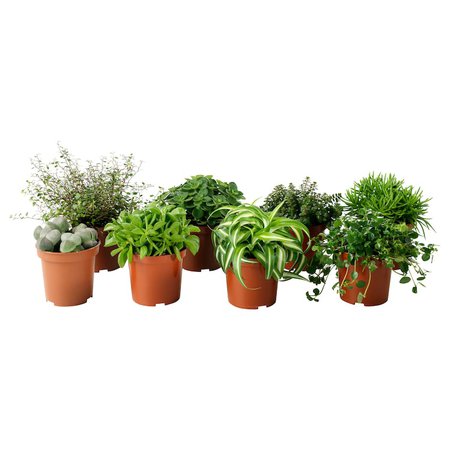HIMALAYAMIX Potted plant - assorted species plants - IKEA