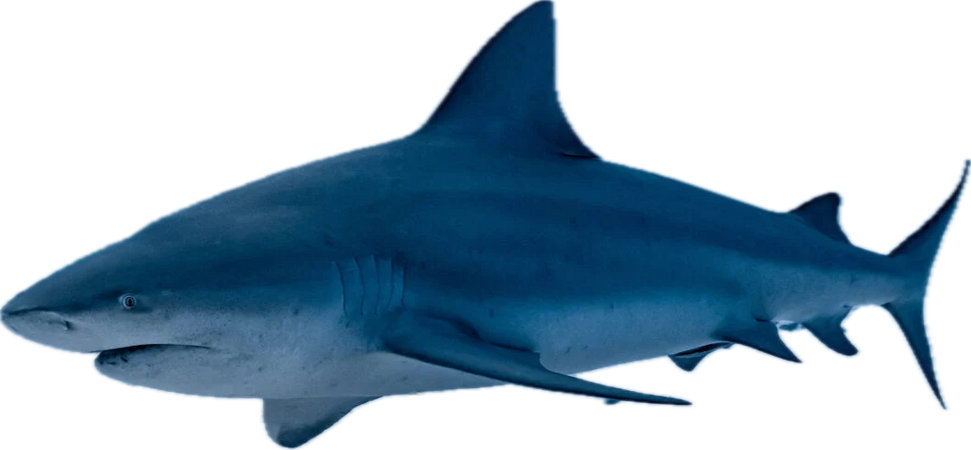 bull shark 1