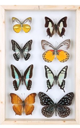 pinned butterflies