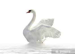 white swan - Google Search