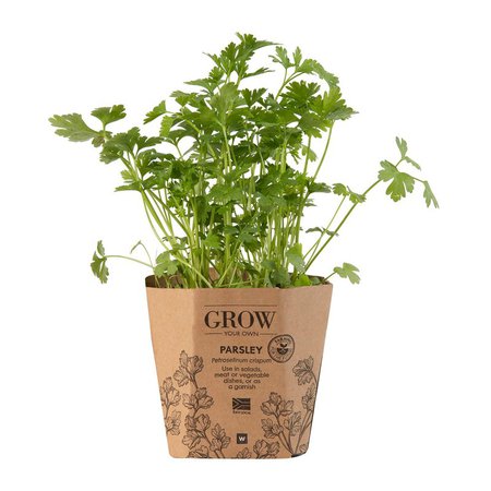 Parsley Potted Herb | Woolworths.co.za