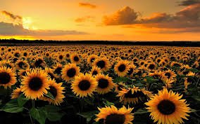 sunflower background - Google Search
