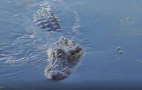 alligator in swamp - Google Search