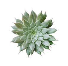 succulent background - Google Search