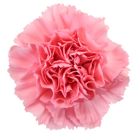 Pink Carnation Flowers | FiftyFlowers.com