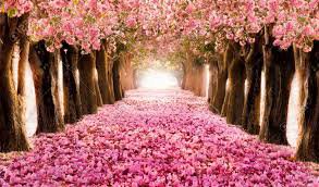 pink flowers - Google Search
