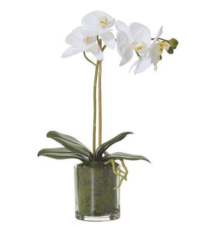orchids in transparent pots - Google Search