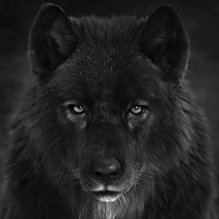 ArtStation - Black Wolf head, Massimo Righi