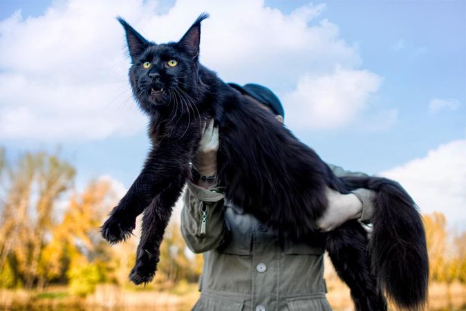 black maine coon cat pet