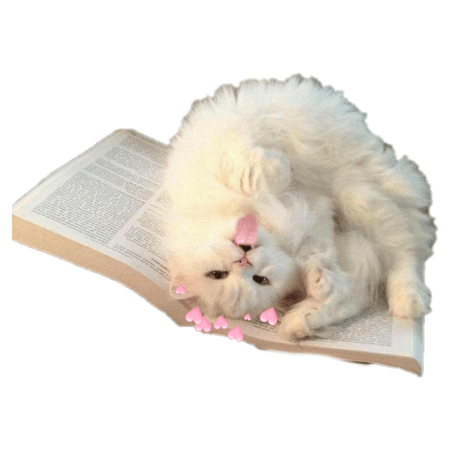 cat on a book PNG