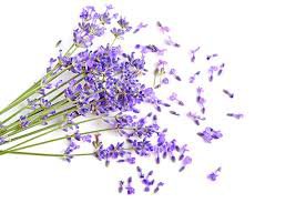 lavender petals - Google Search