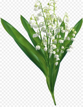 lily of the valley no background - Google Search