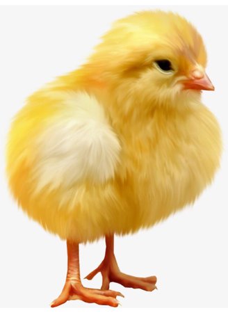 baby chick png