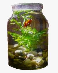 aquarium jar