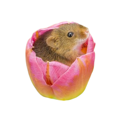 [undeadjoyf] harvest mice in flowers