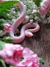snake pink - Google Search