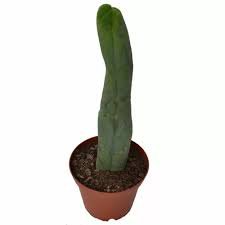 penis cactus - Google Search