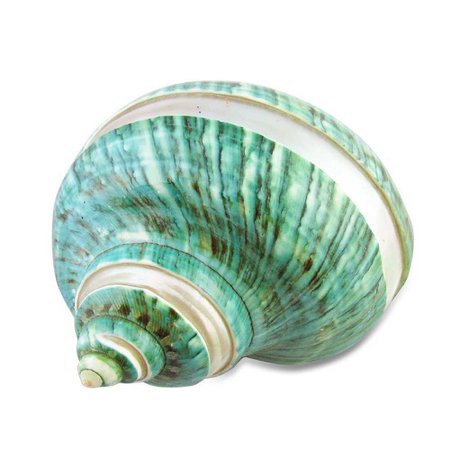 sea shells - Google Search