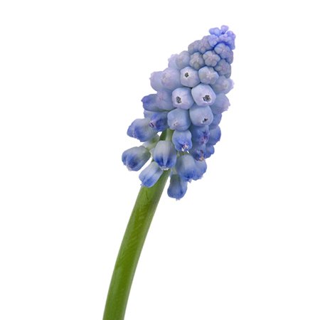 Light Blue Muscari Flower - Jan to April | FiftyFlowers.com