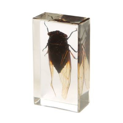 Cicada in resin block