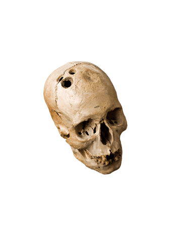 skulls human skull bones skeleton